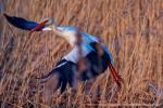 Storch2