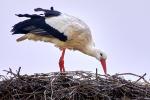 Storch