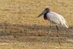 Jabiru im Pantanal