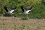 Waldstörche im Pantanal