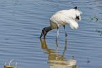 Waldstorch im Pantanal