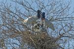 Jabirunest im Pantanal