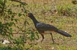 Nacktgesichtshokko im Pantanal