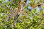 Marmorreiher im Pantanal