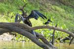 Schlangenhalsvogel und Amazonasfischer