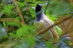 Glockenvogel im Parque des Aves