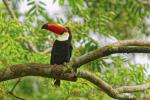 Riesentukan im Parque des Aves