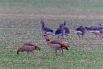 Nilgänse