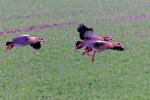 Nilgänse