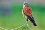 Turmfalke