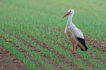 Storch