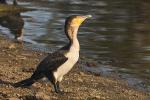 Kormoran in Makutsi