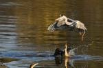 Graureiher und Kormoran Makutsi