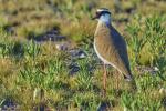 Kronenkiebitz Etosha