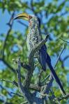 Gelbschnabeltokko  Etosha