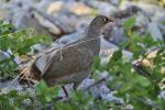 Nektarvogel Namibia