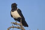 Schildrabe Etosha