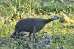 Perlhuhn Namibia