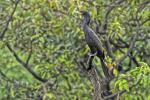 Südkormoran Amazonas