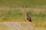 Bussard auf Strohballen