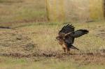 buzzard