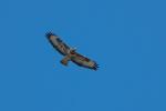 Bussard