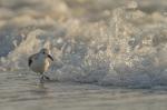 sanderling 1