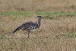 Makutsi - KrugerParkvögel 11