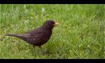 Amsel2