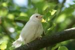 Albino-Spatz 1. Generation