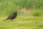 Amsel