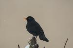 Amsel