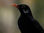 Amsel-Häuptling "Weisse Feder"