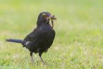 Amsel