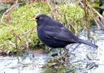 Amsel