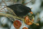 Amsel