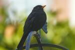 Amsel