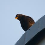 Amsel (1)