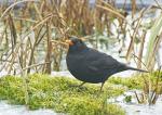 Amsel 3