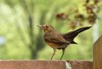 Amsel