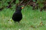 Amsel Augenfokus