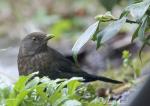 Amsel