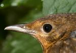 Amsel Profil