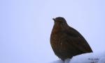 Amsel