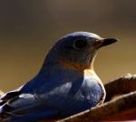 Eastern Bluebird