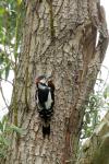 Buntspecht am Nest