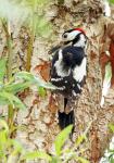 Buntspecht am Nest