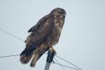 Bussard