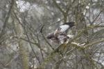 Bussard im Siebentischwald