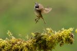 Rufus Collared Sparrow